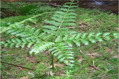 Pteris quadriaurita